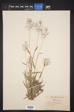 Panicum lindheimeri image