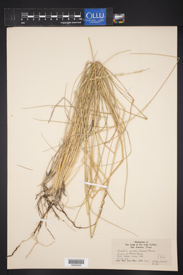 Eriochloa sericea image