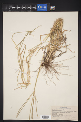 Digitaria gazensis image