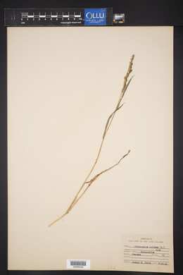 Echinochloa colona image