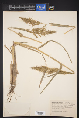 Echinochloa walteri image