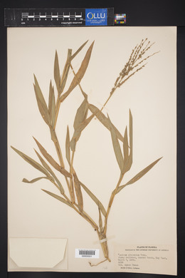 Panicum adspersum image