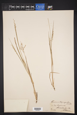 Panicum depauperatum image