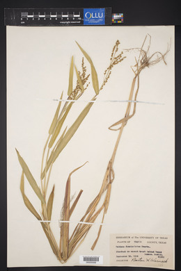 Urochloa fusca image