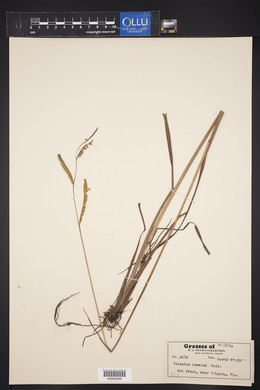 Paspalum praecox image