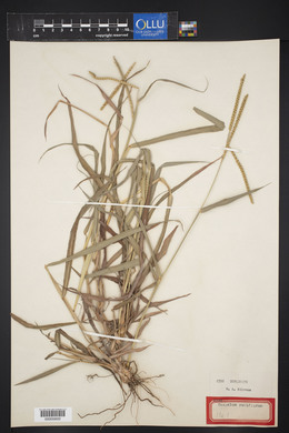 Paspalum pubiflorum image