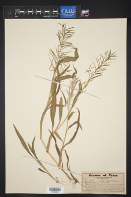 Paspalum repens image