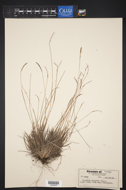 Paspalum saugetii image