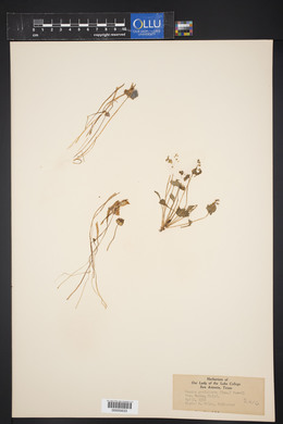 Claytonia perfoliata image