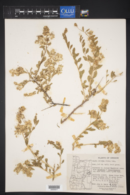 Grayia spinosa image