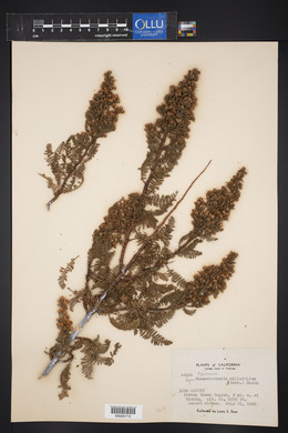 Chamaebatiaria millefolium image