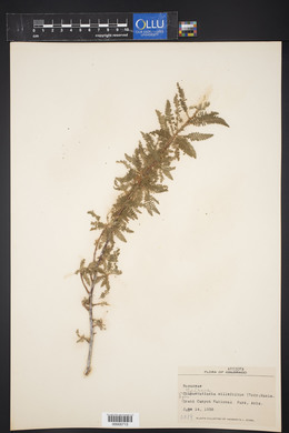 Chamaebatiaria millefolium image