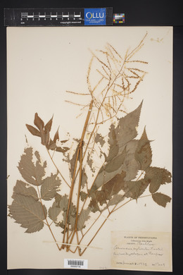 Aruncus sylvester image