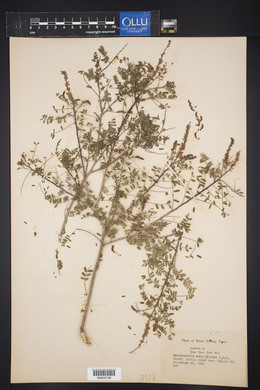 Eysenhardtia amorphoides image