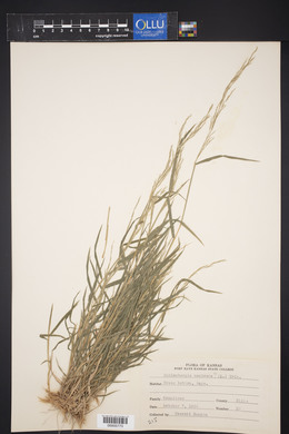 Muhlenbergia mexicana image