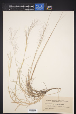 Muhlenbergia pungens image