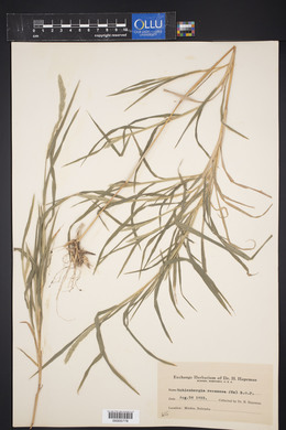 Muhlenbergia racemosa image