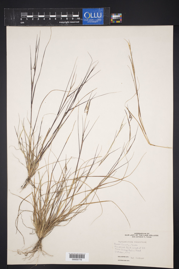 Muhlenbergia reverchoni image