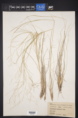 Muhlenbergia reverchoni image