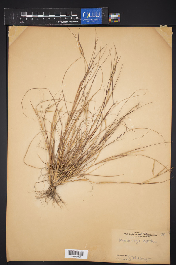 Muhlenbergia reverchoni image