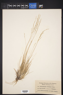 Muhlenbergia montana image