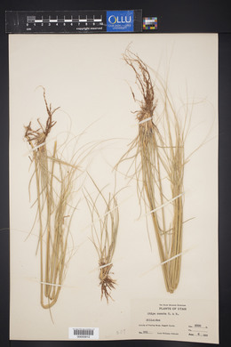 Hesperostipa comata image