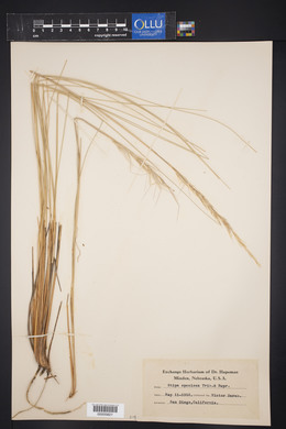 Pappostipa speciosa image