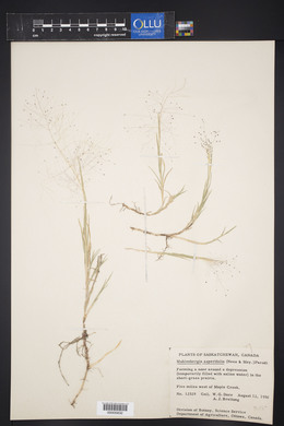 Muhlenbergia asperifolia image