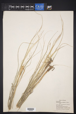 Muhlenbergia capillaris image