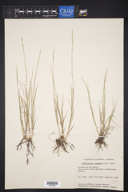 Muhlenbergia cuspidata image