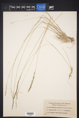 Muhlenbergia gracilis image