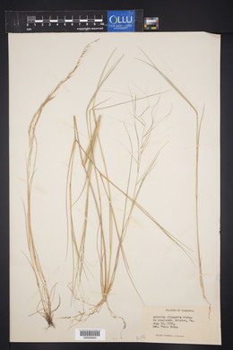 Aristida oligantha image