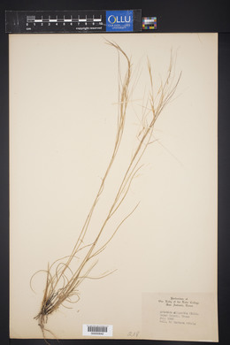 Aristida oligantha image