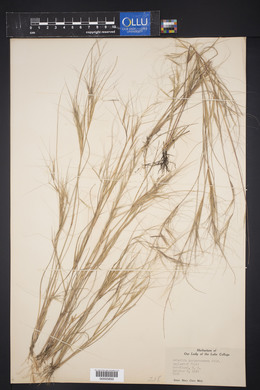 Aristida purpurascens image