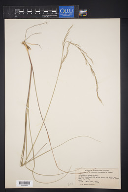 Aristida stricta image