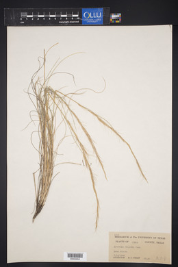 Aristida purpurea var. wrightii image