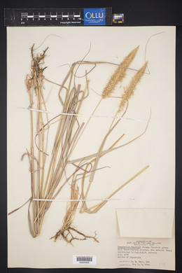 Pennisetum setaceum image