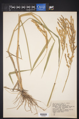 Oryza sativa image