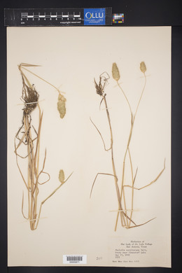 Phalaris caroliniana image