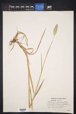 Phalaris caroliniana image