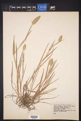 Phalaris caroliniana image