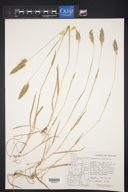 Anthoxanthum odoratum image