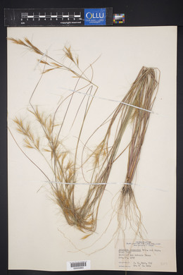 Aristida desmantha image