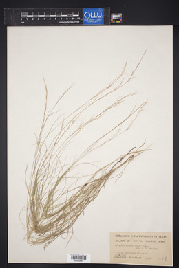 Aristida purpurea var. nealleyi image