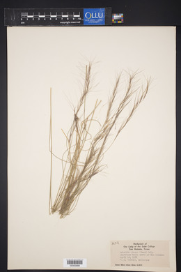 Aristida purpurea var. nealleyi image