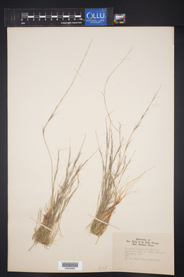 Aristida intermedia image