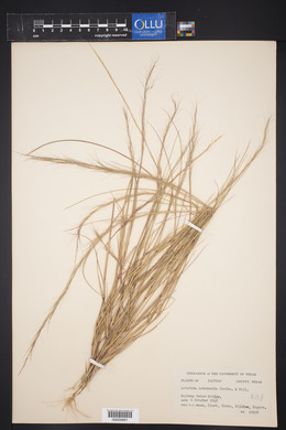 Aristida intermedia image