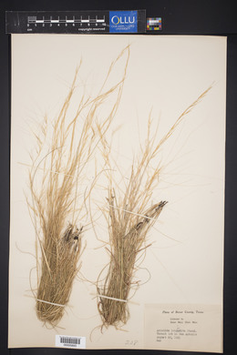 Aristida purpurea var. longiseta image