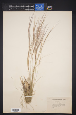 Aristida purpurea var. longiseta image