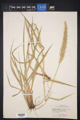 Setaria scheelei image